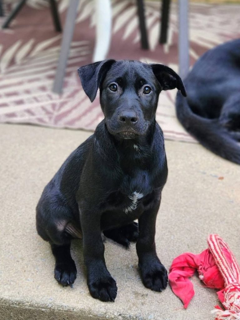 Black puppy sitting on porch.