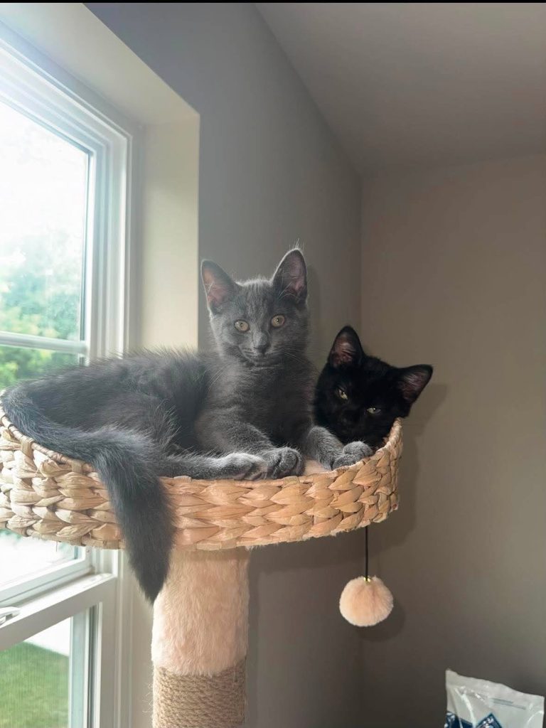 Gray and black kittens in cat tree.