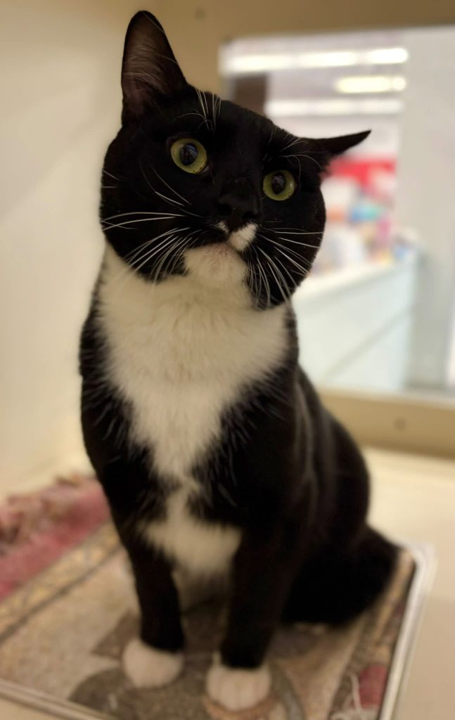 Tuxedo cat in cat condo.