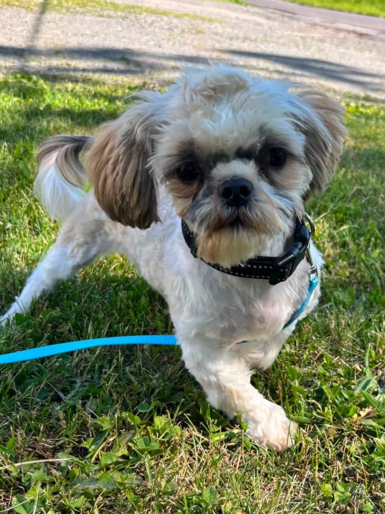 Shih Tzu standing in grass.