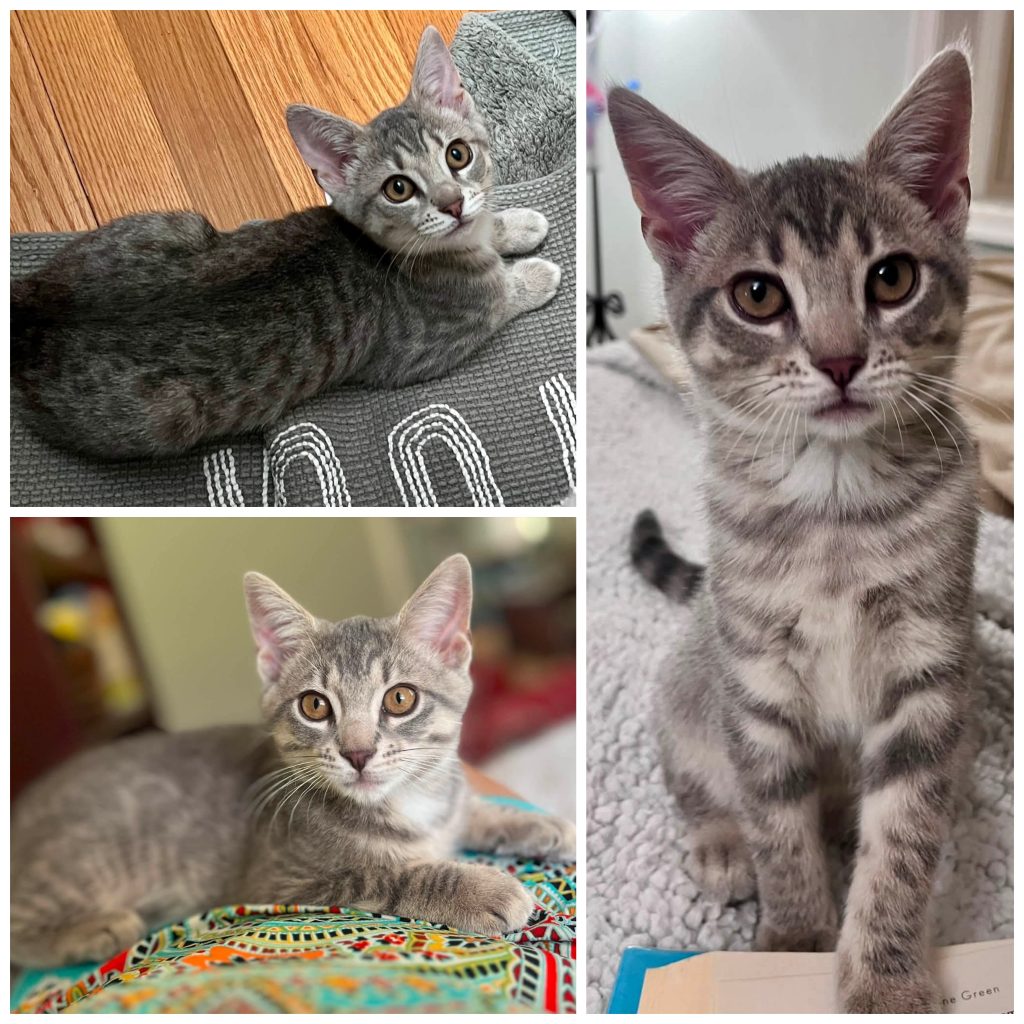 Collage of three gray and white kittens.