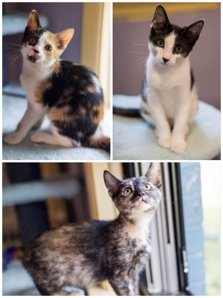 Collage of three different kittens.