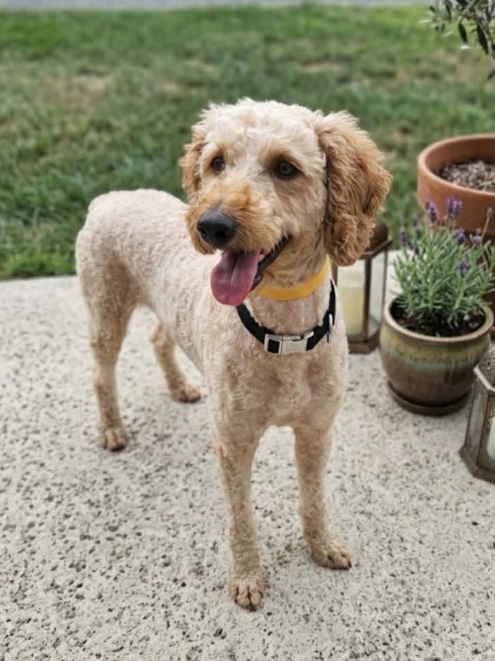 Poodle mix standing on porch.