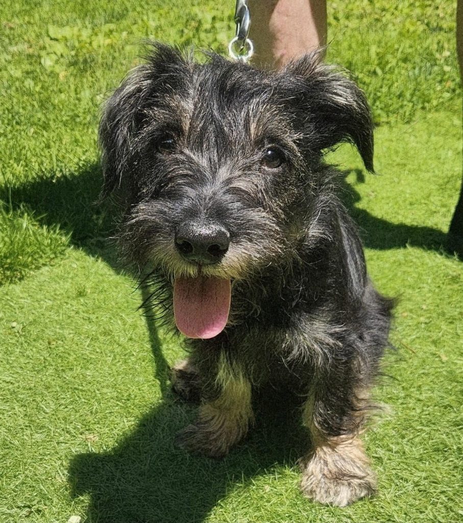 Schnauzer mix puppy panting.