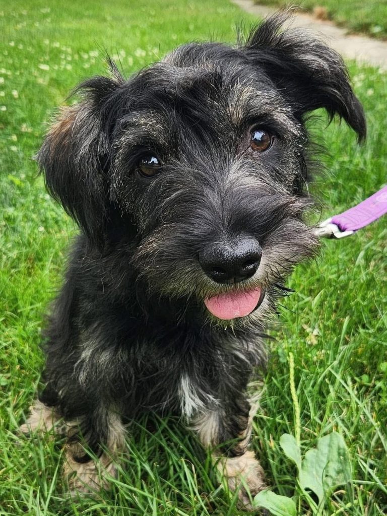 Schnauzer mix puppy sitting in grass.