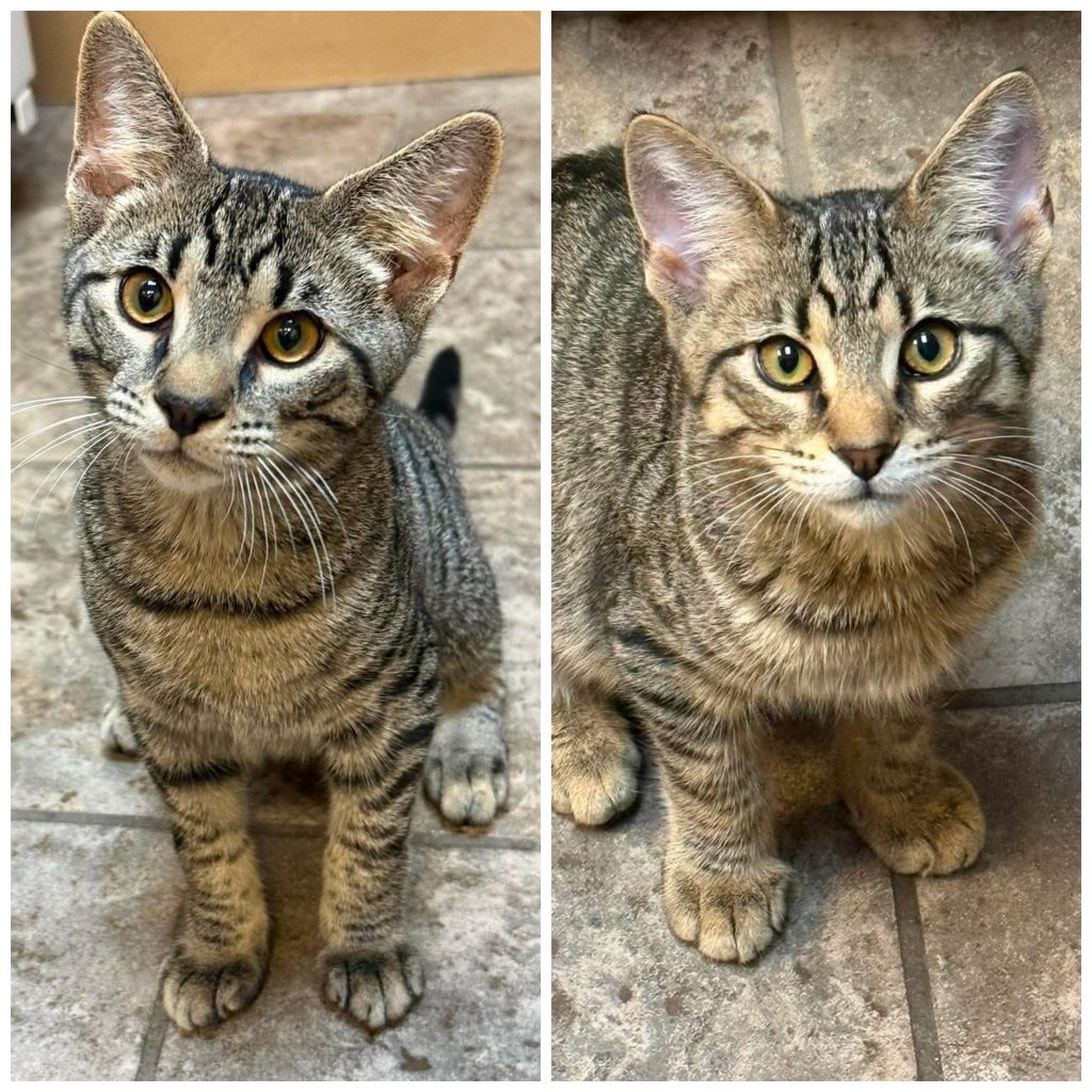 Collage of two tabby kitten brothers.