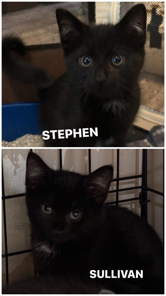 Collage of two black kittens.
