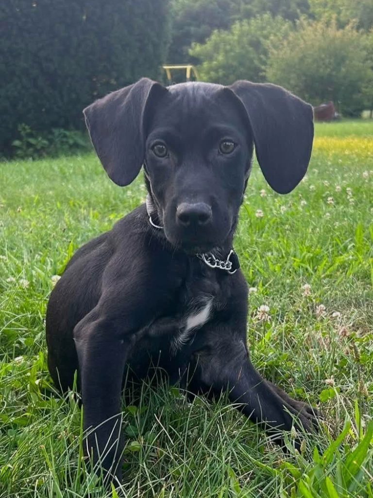 Black lab mix puppy in grass.