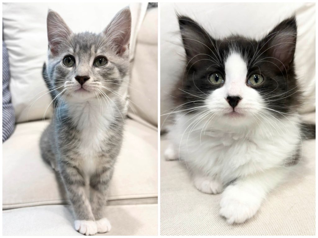 Collage of gray tabby and black and white kittens.