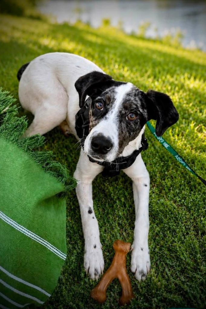 Spaniel mix laying in grass.