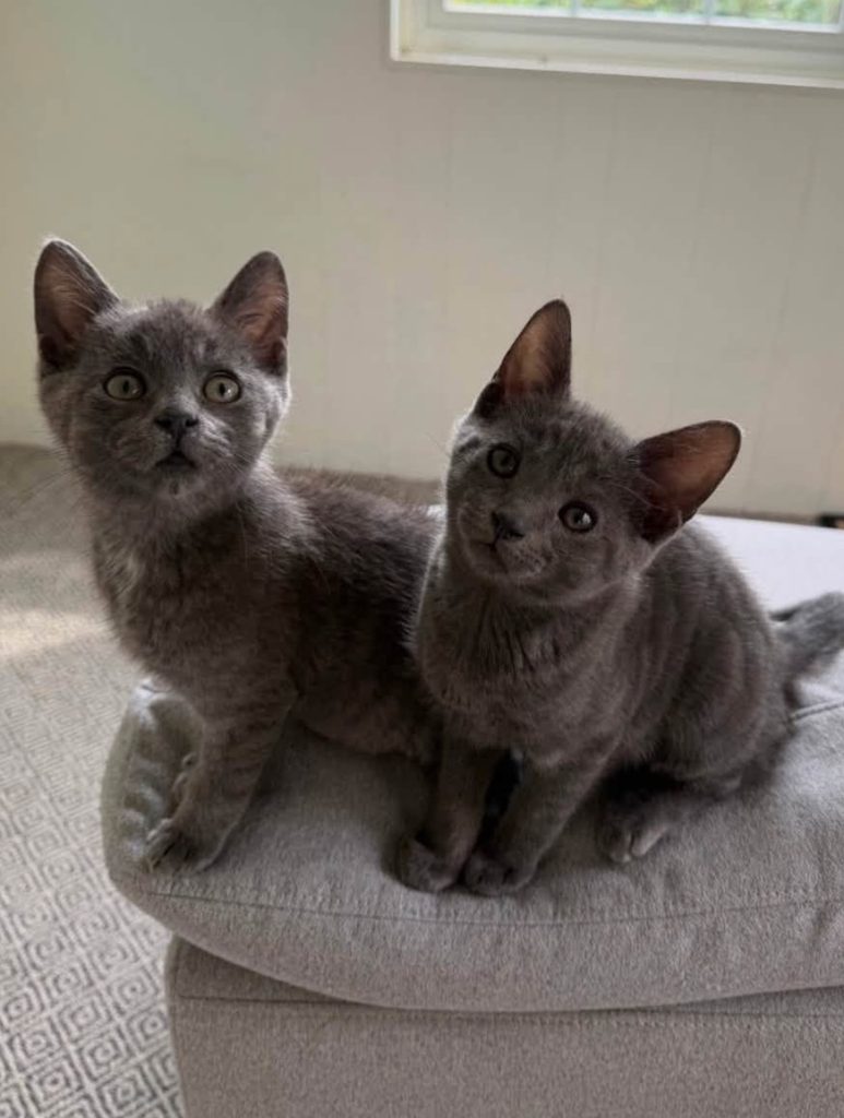 Two gray kittens sitting on couch.