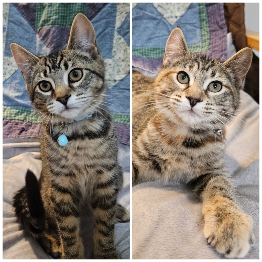 Collage of two tabby kittens.