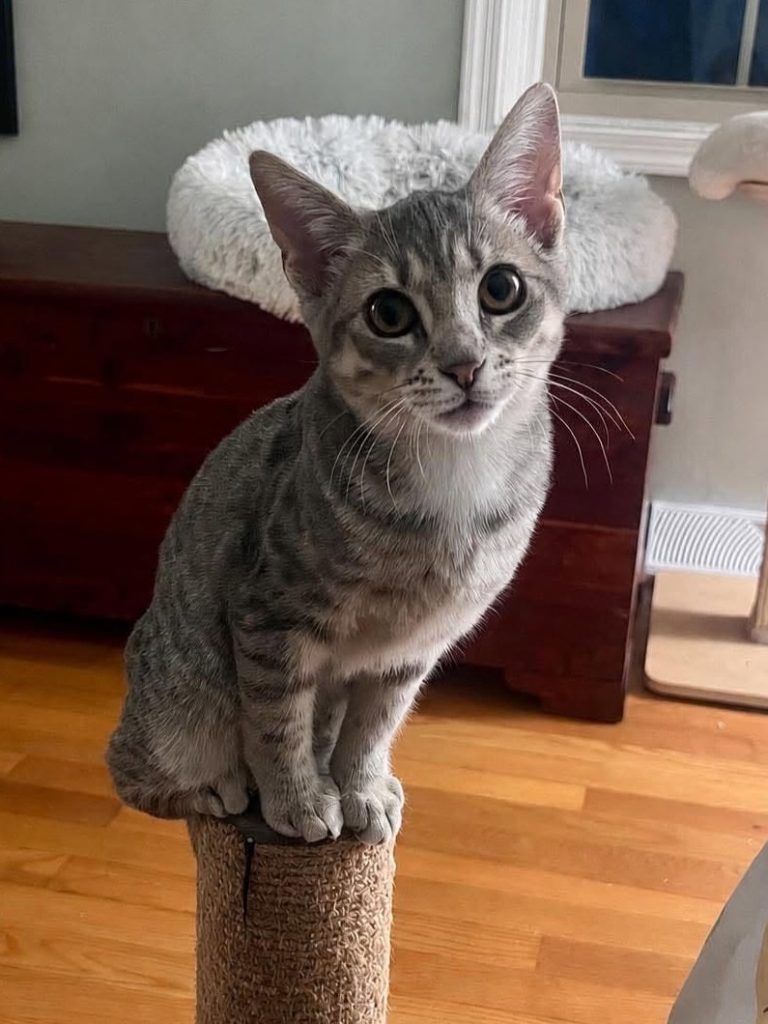 Gray tabby sitting on cat scratch post.
