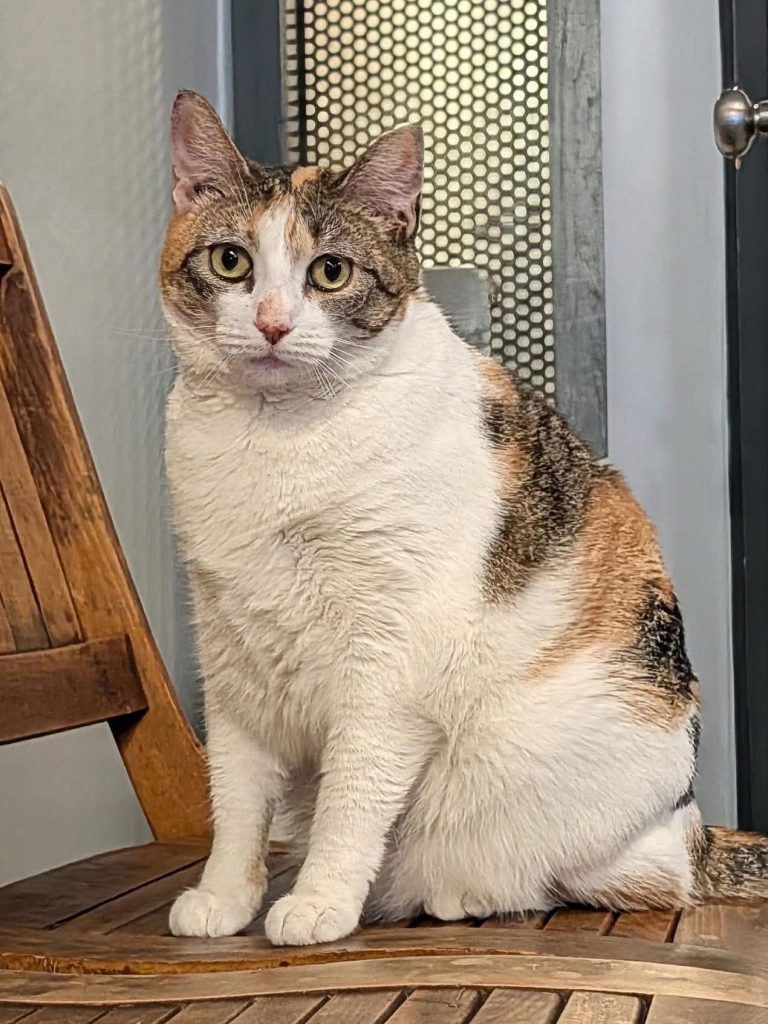 Calico cat sitting on wooden bench.