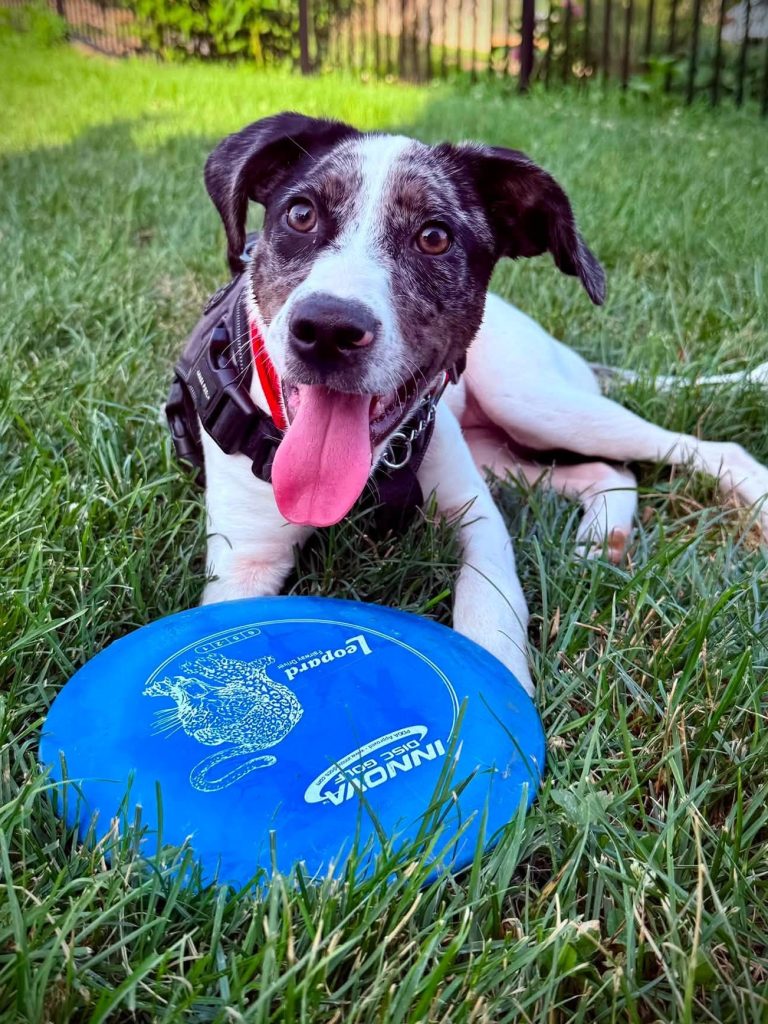 Spaniel mix with blue frisbee in grass.