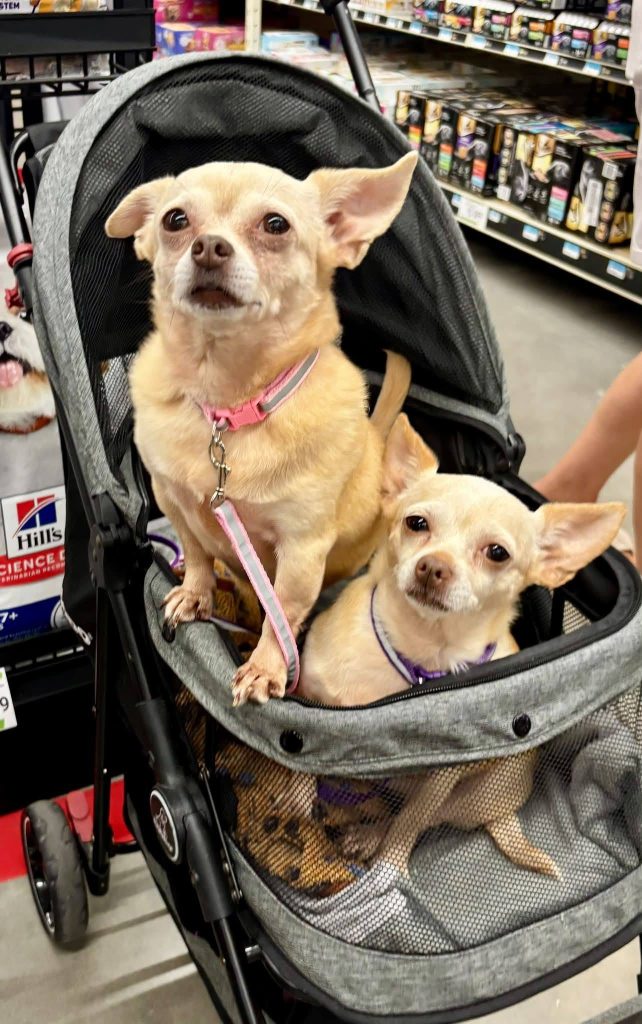 Two tan, senior chihuahuas in stroller.