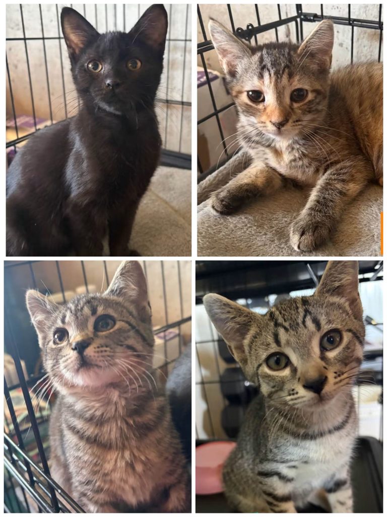 Collage of four kittens.