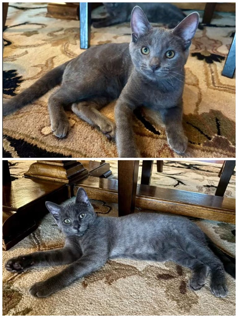 Collage of two gray kittens.