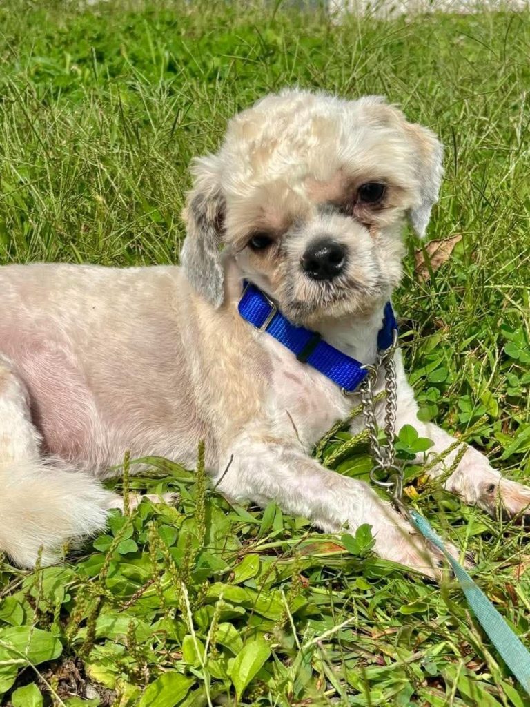 Shih tzu laying in grass.