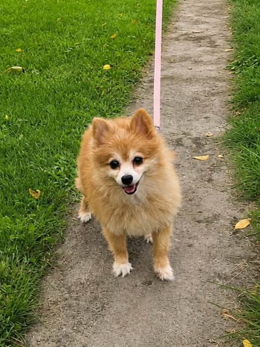 Senior Pomeranian standing on dirt path.