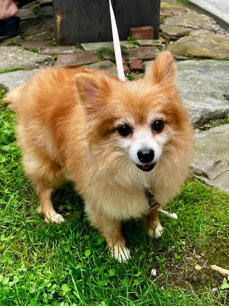 Senior Pomeranian standing on grass.