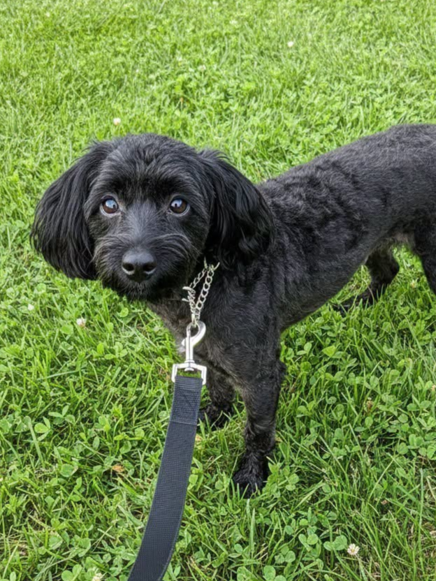 Black poodle standing in grass.