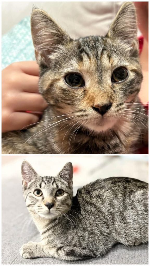Collage of two kittens.