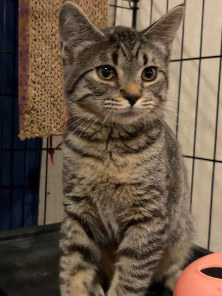 Tabby kitten sitting in crate.