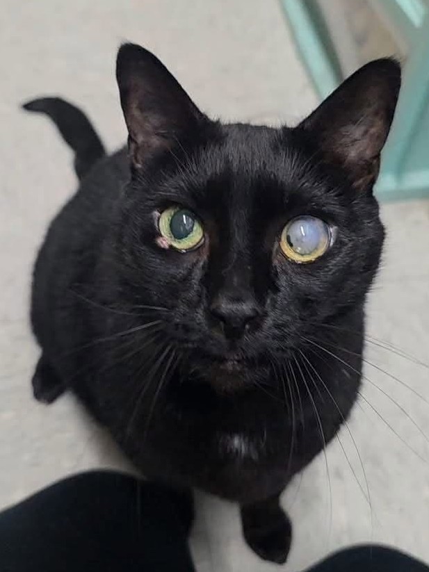 Black cat with cloudy eye.