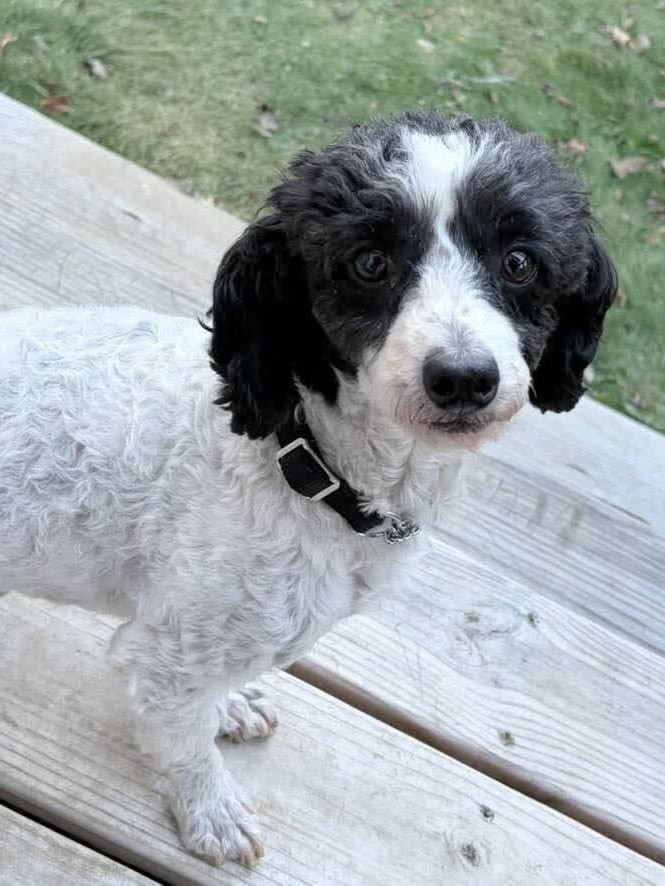 Black and white mini poodle on deck.
