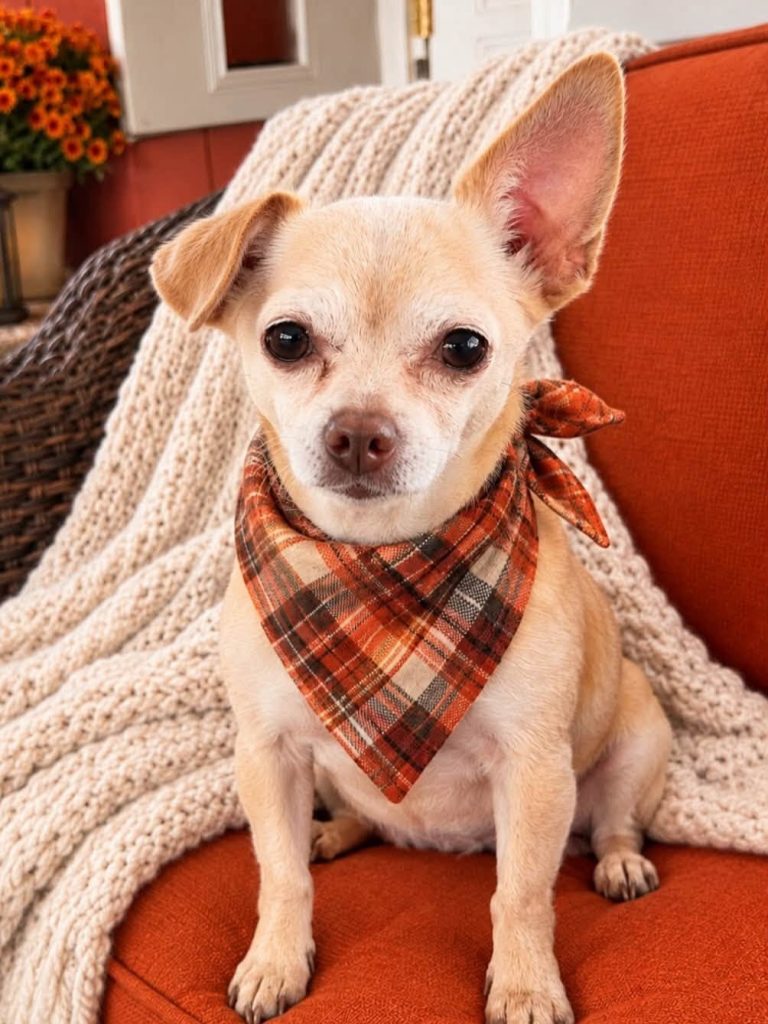 Tan floppy ear chihuahua with plaid bandana.