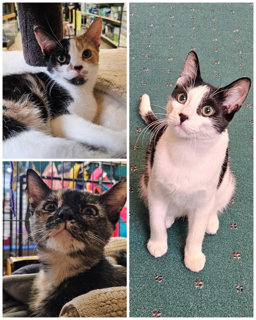 Collage pf three kitten siblings.