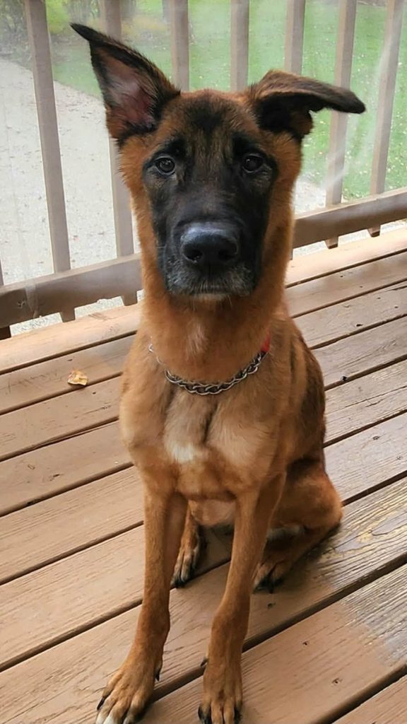 Malinois shepherd mix sitting on deck.