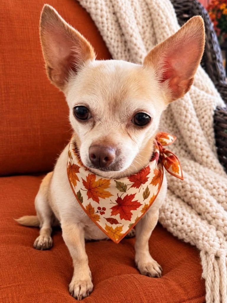 Tan chihuahua with leaf bandana.